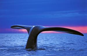 Portugal | Azoren - Die Saison der Giganten: Der Traum vom Blauwal